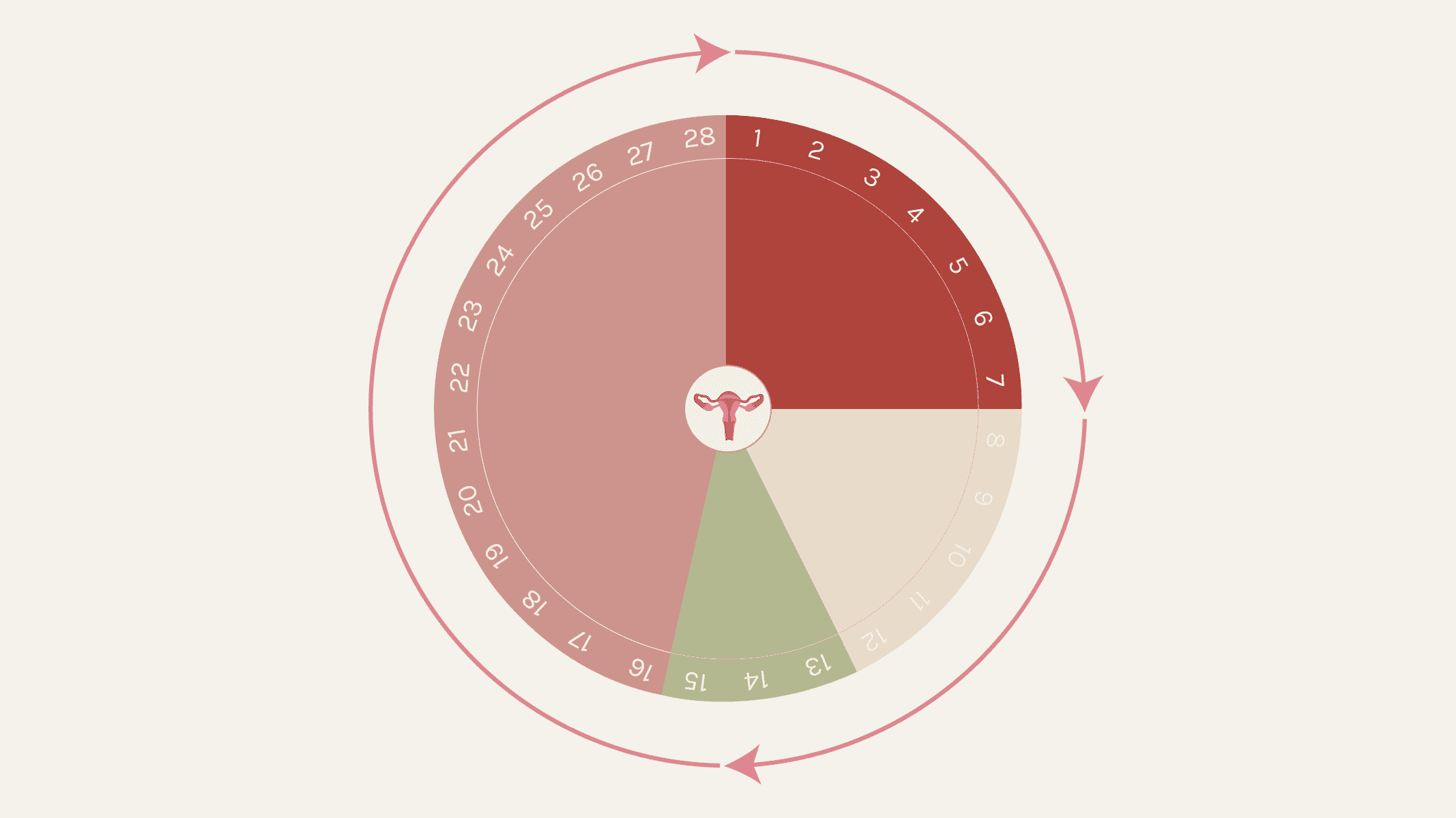 101 Menstrual Cycle